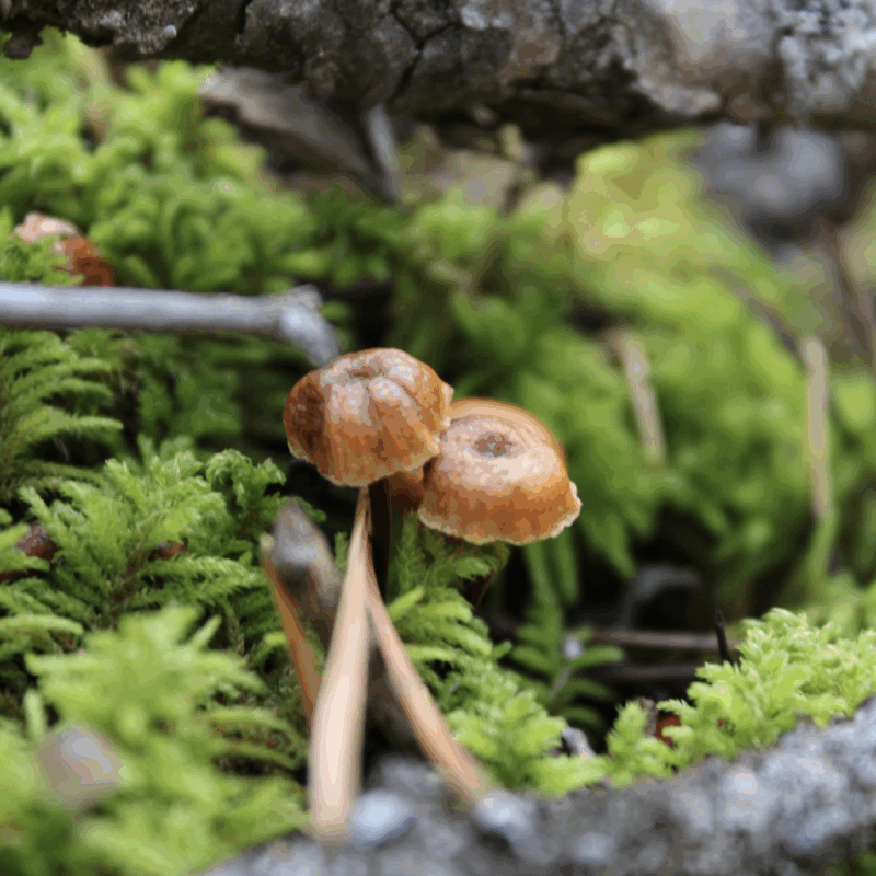 Pinelitter Gingertail mushrooms